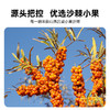 沙棘果油软胶囊颗粒无糖30粒/瓶 超临界萃取 商品缩略图4