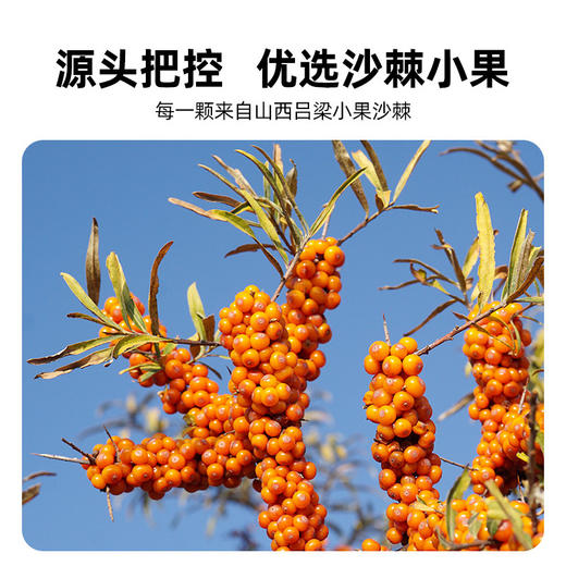沙棘果油软胶囊颗粒无糖30粒/瓶 超临界萃取 商品图4