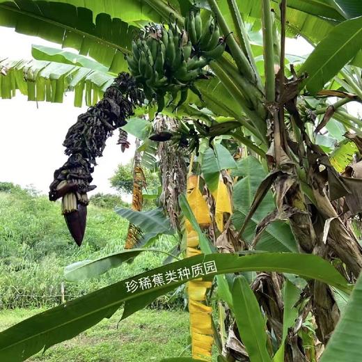 空运！海南纯树熟佳丽超甜香蕉【净重约3斤】 商品图9