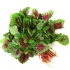 【BF春菜尝鲜】新鲜红苋菜 蔬菜露天蔬菜 当季红米苋500g 商品缩略图0