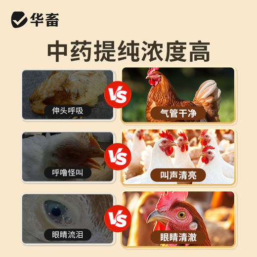 华畜气囔清500ml化痰止咳宣肺平喘孕畜可用 商品图3