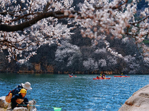 【黄花城水长城1日】赏漫山遍野桃花-长城绕湖畔-观巨龙探水湾-赏沧桑古栗园-览峭壁山水潭 商品图2