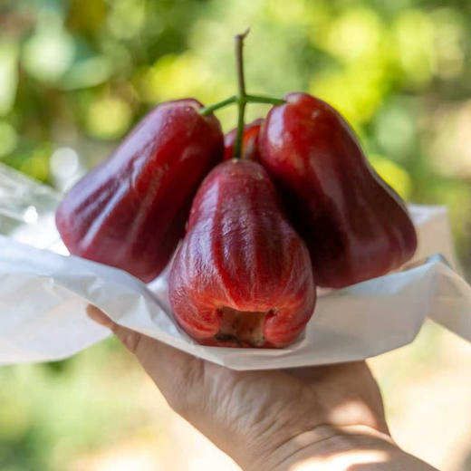 高山莲雾（黑金刚）/香水芭比莲雾丨高山生态种植，高熟度采摘，清甜多汁，风味浓郁⭐️顺丰空运 商品图4