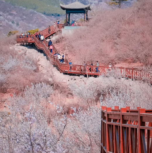 清明1天【西峪村桃花68元】网红打卡西峪村-徒步桃花栈道赏漫山桃花- 商品图3