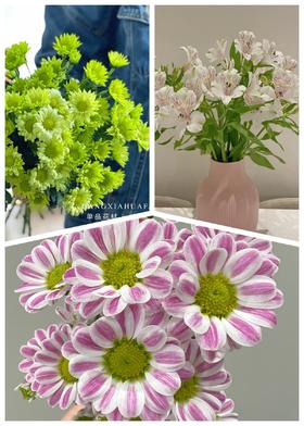 【秒杀14份】白色水仙10支+斑纹小菊5支+绿精灵小菊5支