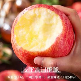 洛川苹果【39元5斤】丨肉质脆嫩，咬一口脆甜多汁~