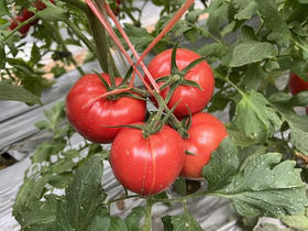 京东包邮，生态普罗旺斯西红柿来啦，香甜多汁。基地直邮