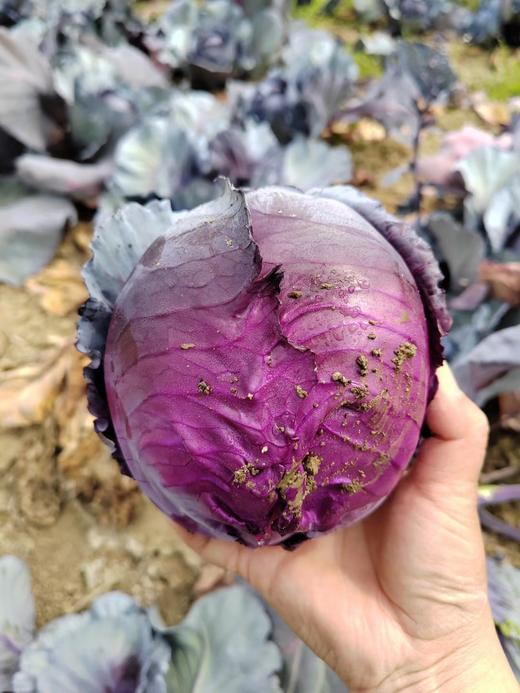 紫甘蓝 商品图2