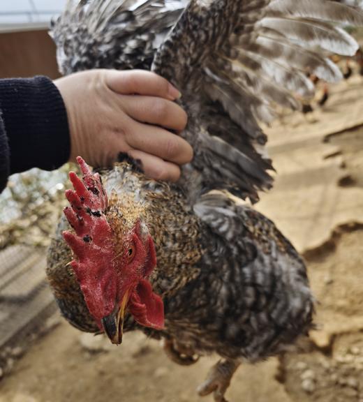 怀心春日-珍品集 商品图1