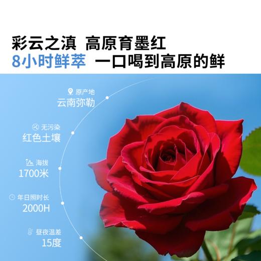 好气色喝出来🌹【听花田铁皮石斛原浆 /有机刺梨原浆 /重瓣玫瑰原浆】告别泡煮炖！随身携带一撕即饮✅更好喝更有效的原浆系列 商品图2