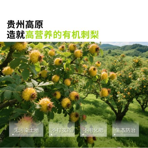 好气色喝出来🌹【听花田铁皮石斛原浆 /有机刺梨原浆 /重瓣玫瑰原浆】告别泡煮炖！随身携带一撕即饮✅更好喝更有效的原浆系列 商品图7