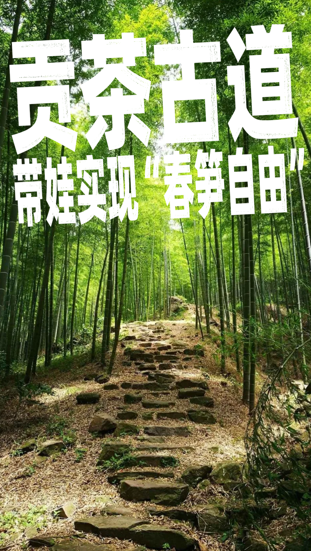 挖春笋！湖州贡茶古道竹海寻鲜1日亲子徒步，挖笋做竹哨，踏千年唐茶路