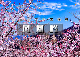 1日｜凤凰岭｜三生三世十里杏春花海の近郊登山赏花摄影一日休闲游