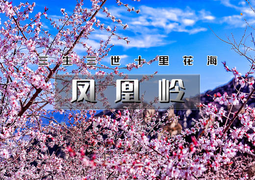 1日｜凤凰岭｜三生三世十里杏春花海の近郊登山赏花摄影一日休闲游 商品图0