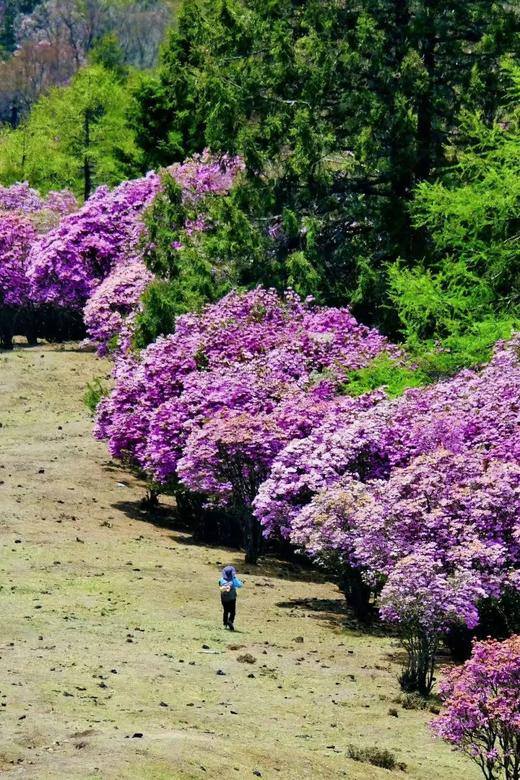 老药山高山杜鹃&雪山秘境、日照金山、白水台、太子十三峰、雪达村梅里雪山倒影7天摄影团（商务小车） 商品图1