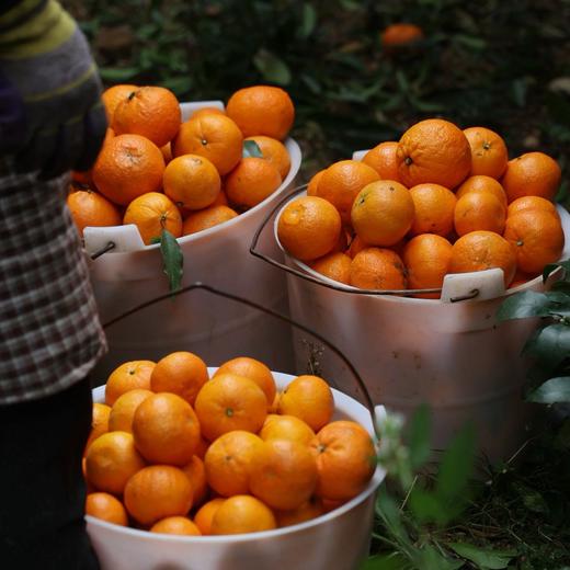 【花香蜜柑】来自云南3000米干热河谷的， 300天阳光淬炼，一咬爆汁像在喝柑橘果冻，徒手榨出半杯鲜果汁，果农坚持传统农耕，拒绝催熟，14°+黄金甜度，从舌尖甜到心尖。 商品图3