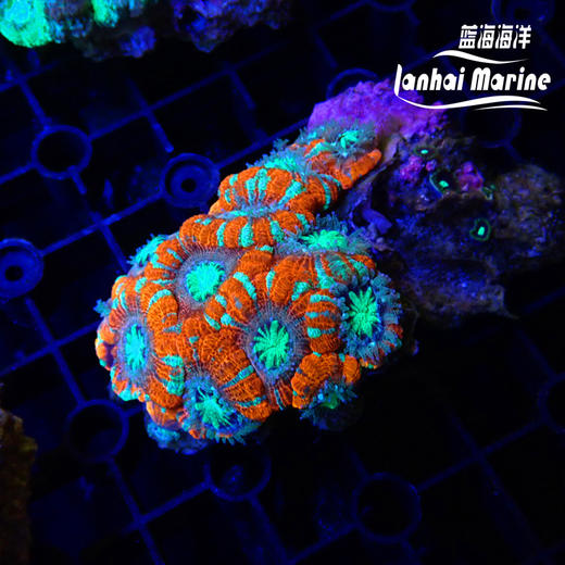 彩色糖果脑 商品图6