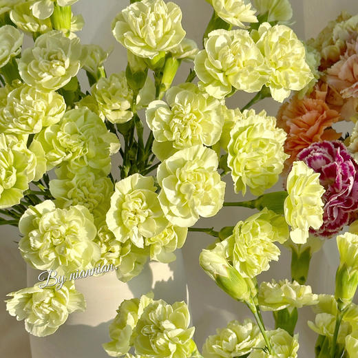 云南高原鲜切花康乃馨云南鲜花基地直发家用母亲节花束 商品图3