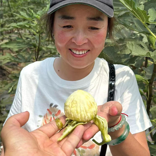 极客无花果•花香蜜丨新品种，软糯蜜甜，独特花香。树上自然成熟的无花果有的表皮会有黑斑，会有裂口和轻微破皮，剥皮后不影响食用，个别地区气温低，轻微受冻不在售后范围，介意勿拍。⭐️顺丰空运 商品图3