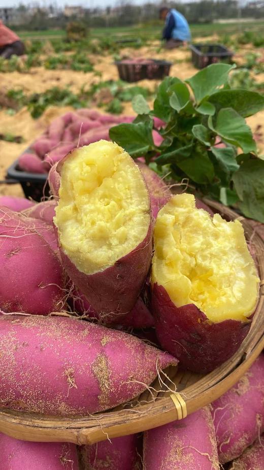 『海南桥头地瓜』新鲜采挖，粉糯细腻，红薯界的爱马仕 商品图4