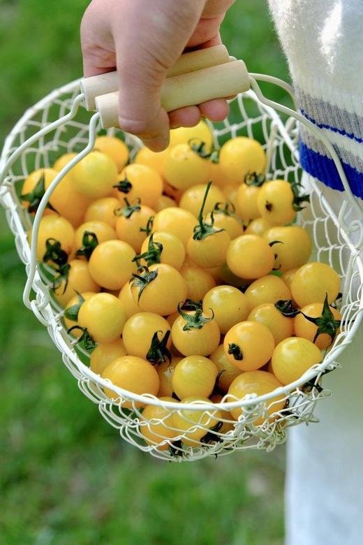 【黄色樱桃小番茄】口感正宗 酸甜多汁，果肉细腻，细腻的果肉咬一口，汁水四溢，夹杂着一丝丝酸味，回味香甜怡-CC 商品图9