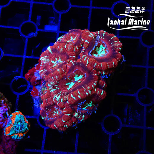 彩色糖果脑 商品图3