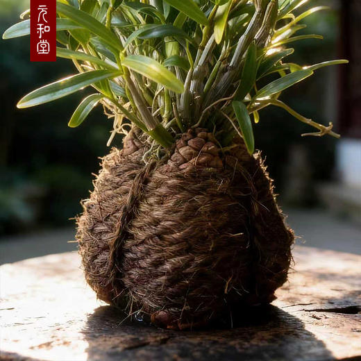 【米斛盆栽】近野生 | 三年苗 养生小植物 叶子掉完就可以吃 | 统一京东快递包邮 元和好物 商品图1