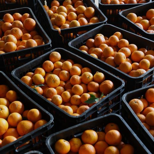 【巅果演义】花香蜜柑 咬一口就像在喝柑橘味果冻 商品图5