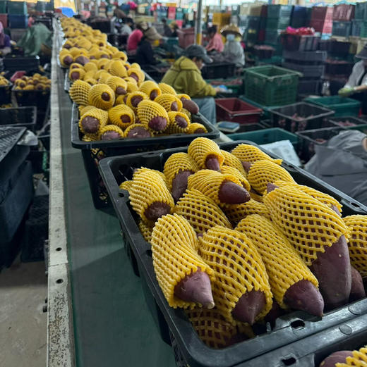 海南木兰紫金栗地瓜（500克） 商品图0