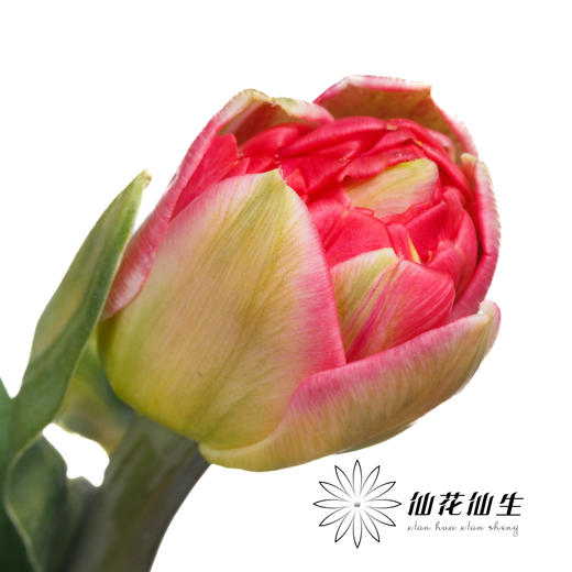 国产郁金香 | 红丝绒泡芙 商品图1