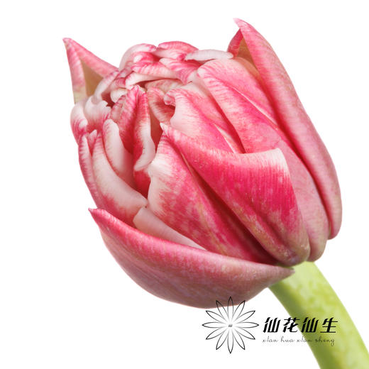 国产郁金香 | 樱桃千层酥 商品图0