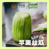 【苹果丝瓜】口感清爽，鲜美嫩滑，丝瓜味浓，源自中国宝岛台湾的稀奇新品种，营养丰富 商品缩略图4