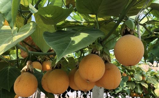 【云南热情果】水润香甜，果香独特，果肉很甜不酸，果肉QQ弹滑-CC 商品图1