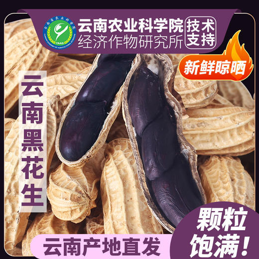 【产地直发❗️农科院云南黑花生】自然生长，颗粒饱满，营养丰富，新货带壳生的炒熟普洱特产富黑皮花生米硒 商品图1
