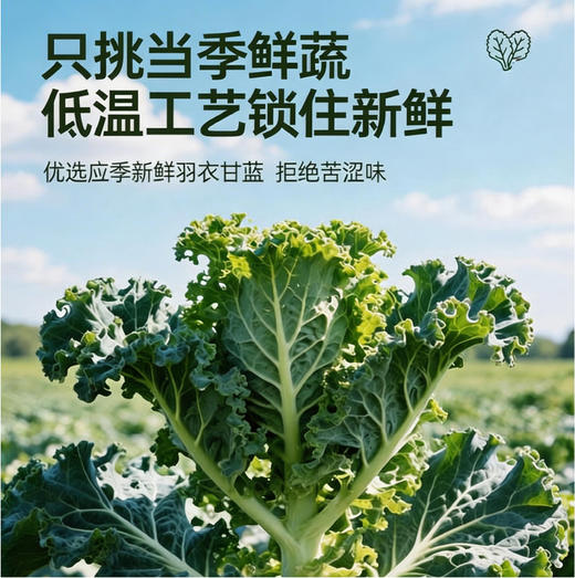 馥十七 益生菌羽衣甘蓝粉新鲜羽衣甘蓝粉含量98%【赠水杯一个】 商品图1