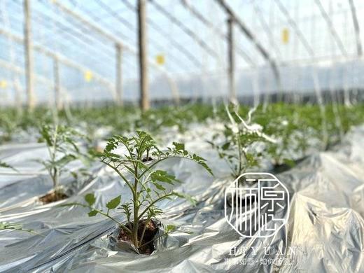 【黄色樱桃小番茄】口感正宗 酸甜多汁，果肉细腻，细腻的果肉咬一口，汁水四溢，夹杂着一丝丝酸味，回味香甜怡-CC 商品图2