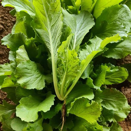 【限量福利3.9折优惠活动】鸿翠园 有机蘸酱菜套餐 商品图1