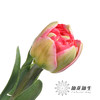 国产郁金香 | 红丝绒泡芙 商品缩略图2