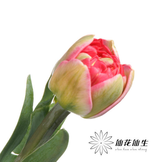 国产郁金香 | 红丝绒泡芙 商品图2