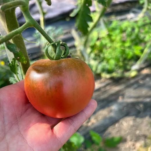 【限量福利29.99元/3斤包邮】鸿翠园 有机草莓柿子（有机铁柿子） 商品图0