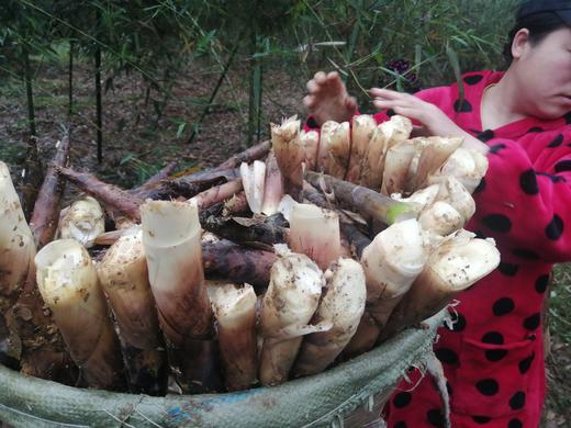 【四川 雷竹笋】 商品图3