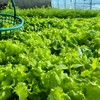 鸿翠园 有机沙拉蔬菜套餐 商品缩略图1