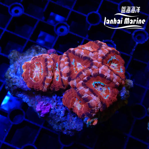 彩色糖果脑 商品图5