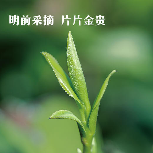 【2026年春茶】八马茶业 | 茗作5000·西湖龙井绿茶100g（无试茶） 商品图2