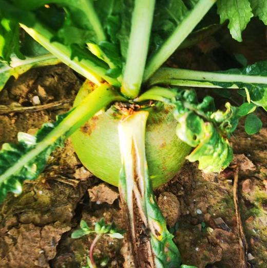 鸿翠园 有机绿萝卜 商品图3