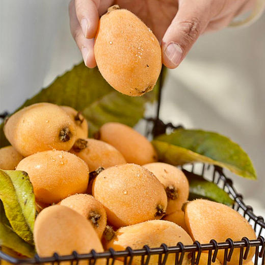 攀枝花米易高山有机枇杷 早钟枇杷新鲜应季水果产地顺丰发货 商品图2