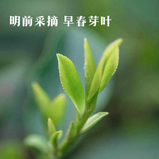 【2026年春茶】八马茶业 | 茗作5000·西湖龙井绿茶100g 商品图4