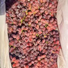 进口无籽红提 脆甜口感 硬度好 果粉足 39.9/斤 商品缩略图2