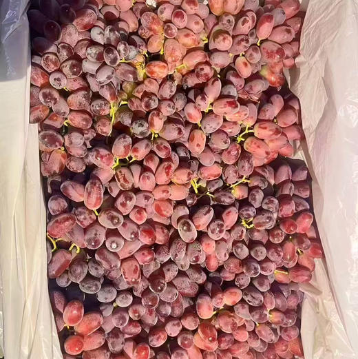 进口无籽红提 脆甜口感 硬度好 果粉足 39.9/斤 商品图2