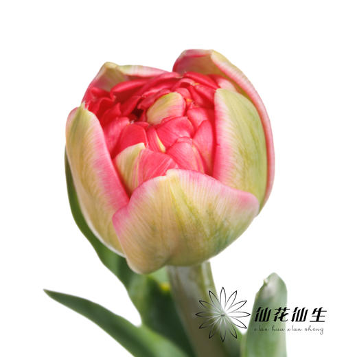 国产郁金香 | 红丝绒泡芙 商品图3